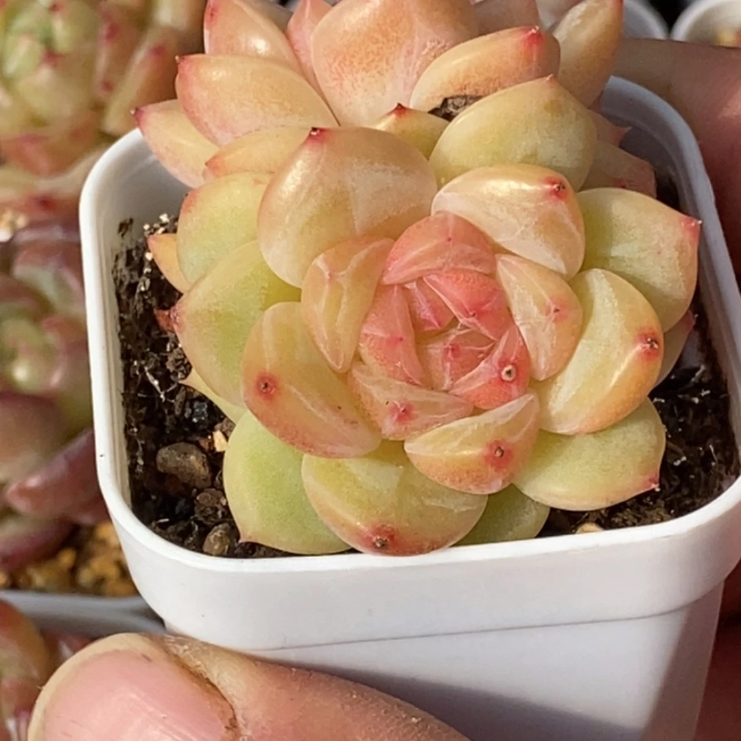 天官赐福百无禁忌