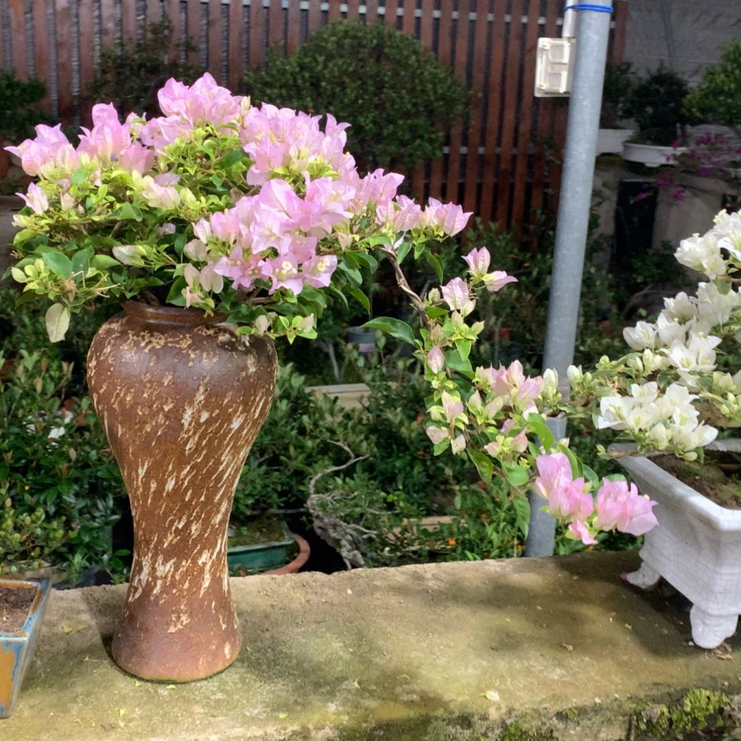 大量花朵（建议范围：8朵-15朵 或40%以上）