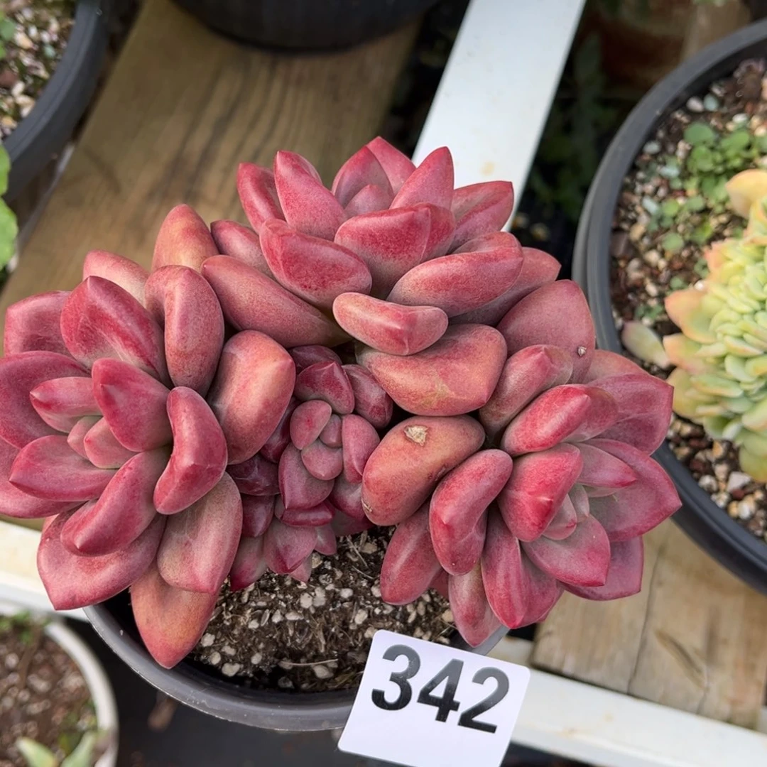 342号新疆西藏内蒙古不包邮