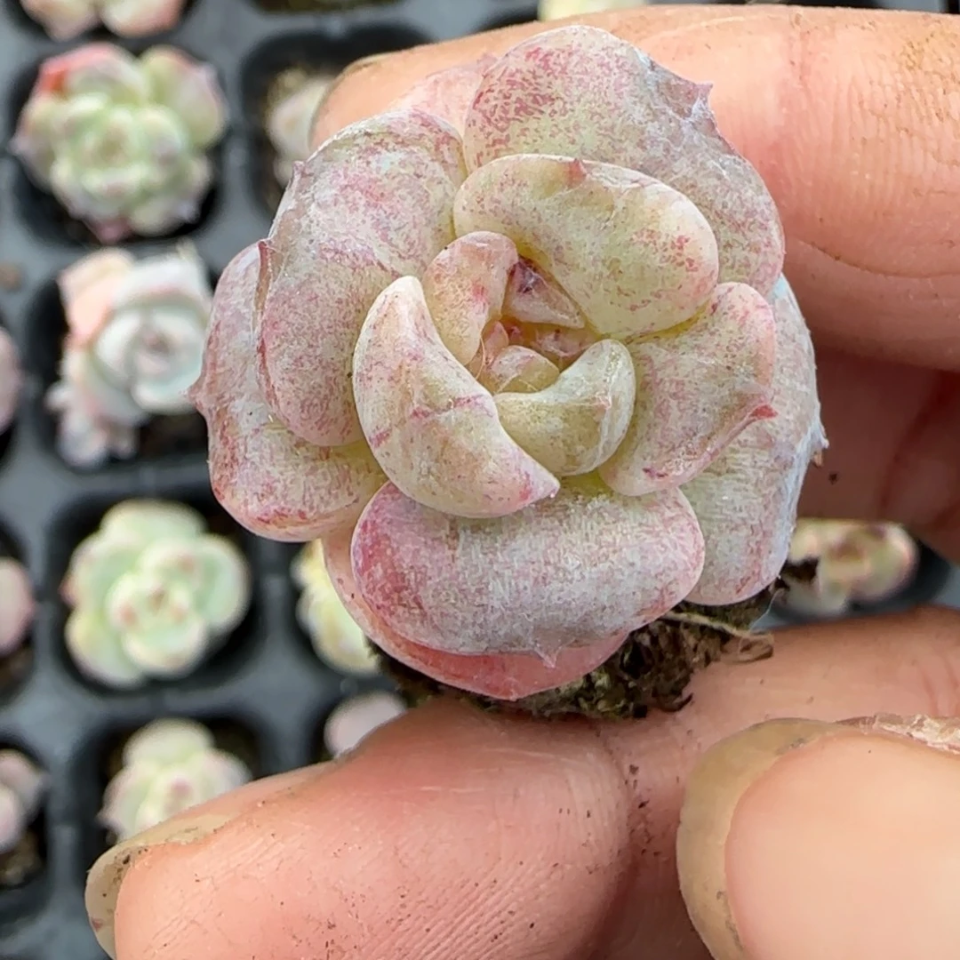 小卡拉米糖心一物一拍