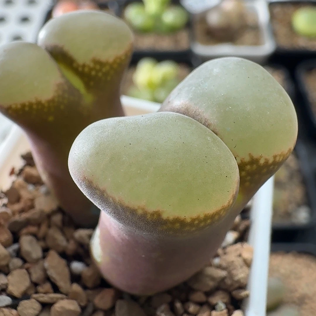 3734风铃玉特价微瑕疵