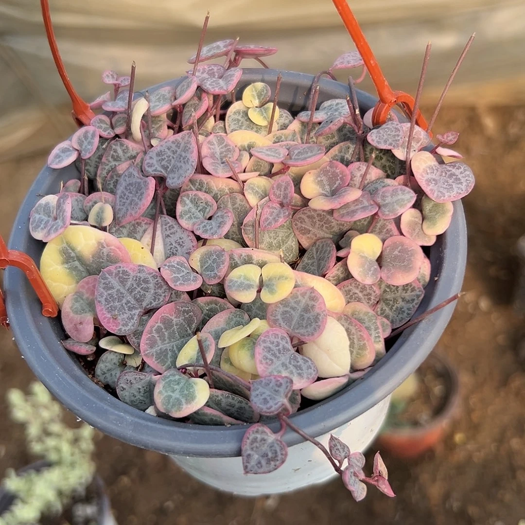 多肉植物多肉植物