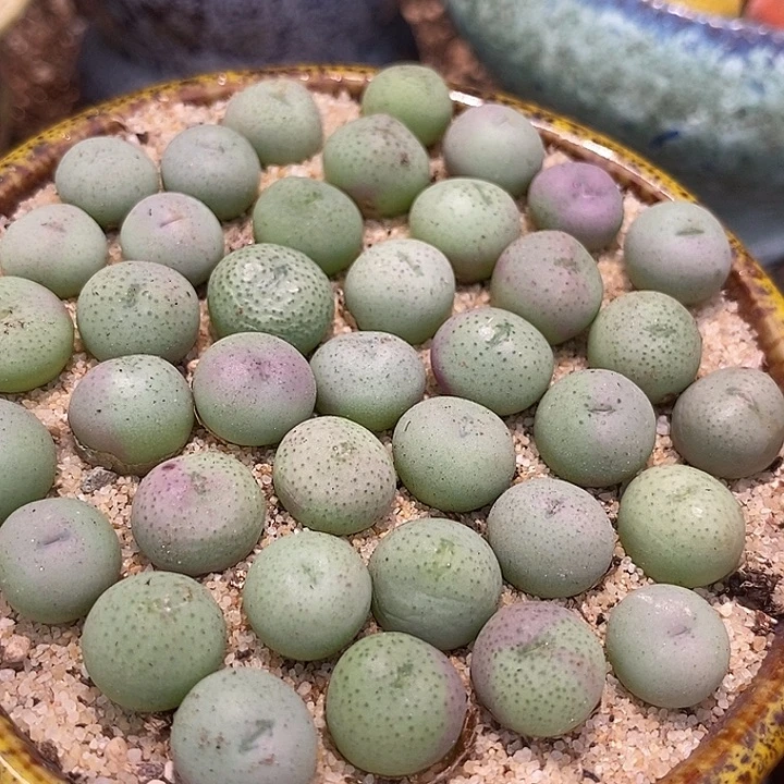 10529海豚嘴一颗  发样本