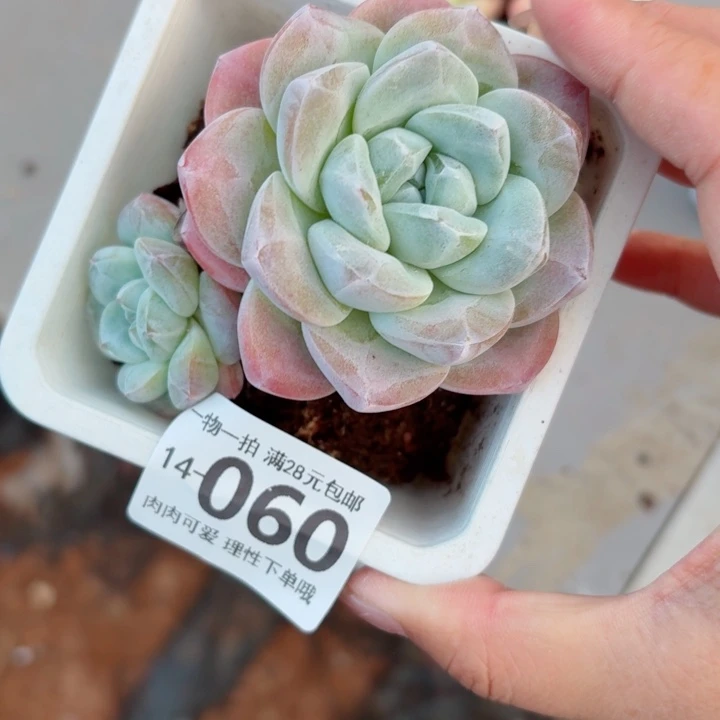 辛***皮冰玉无盆土发货多肉多