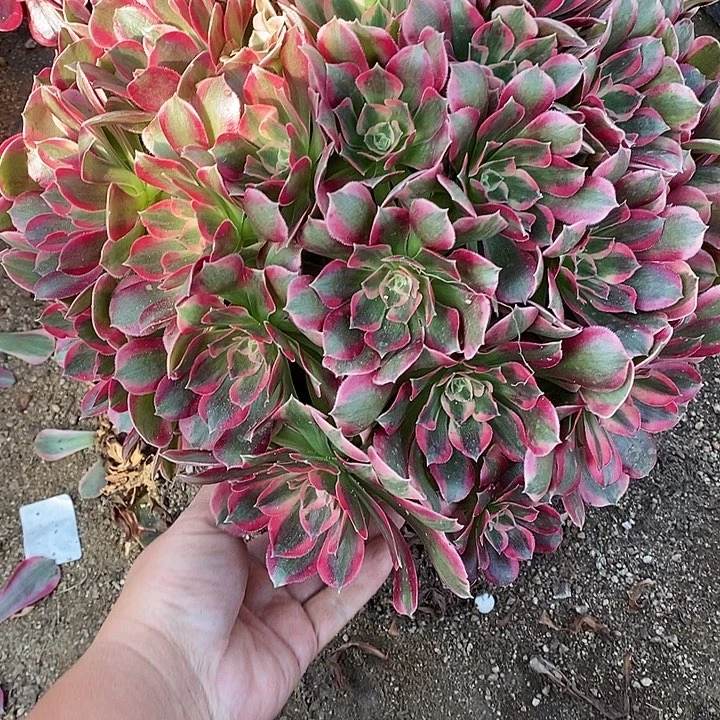 多肉植物109多肉七彩