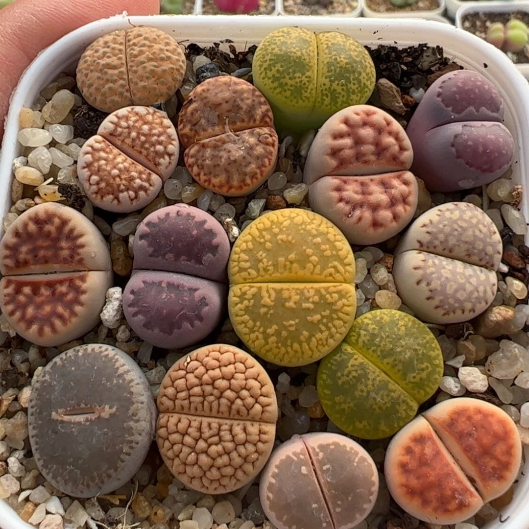 一组母本组合多肉植物