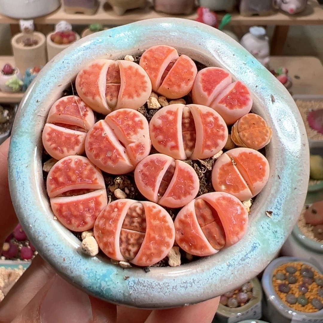 多肉植物20号红色