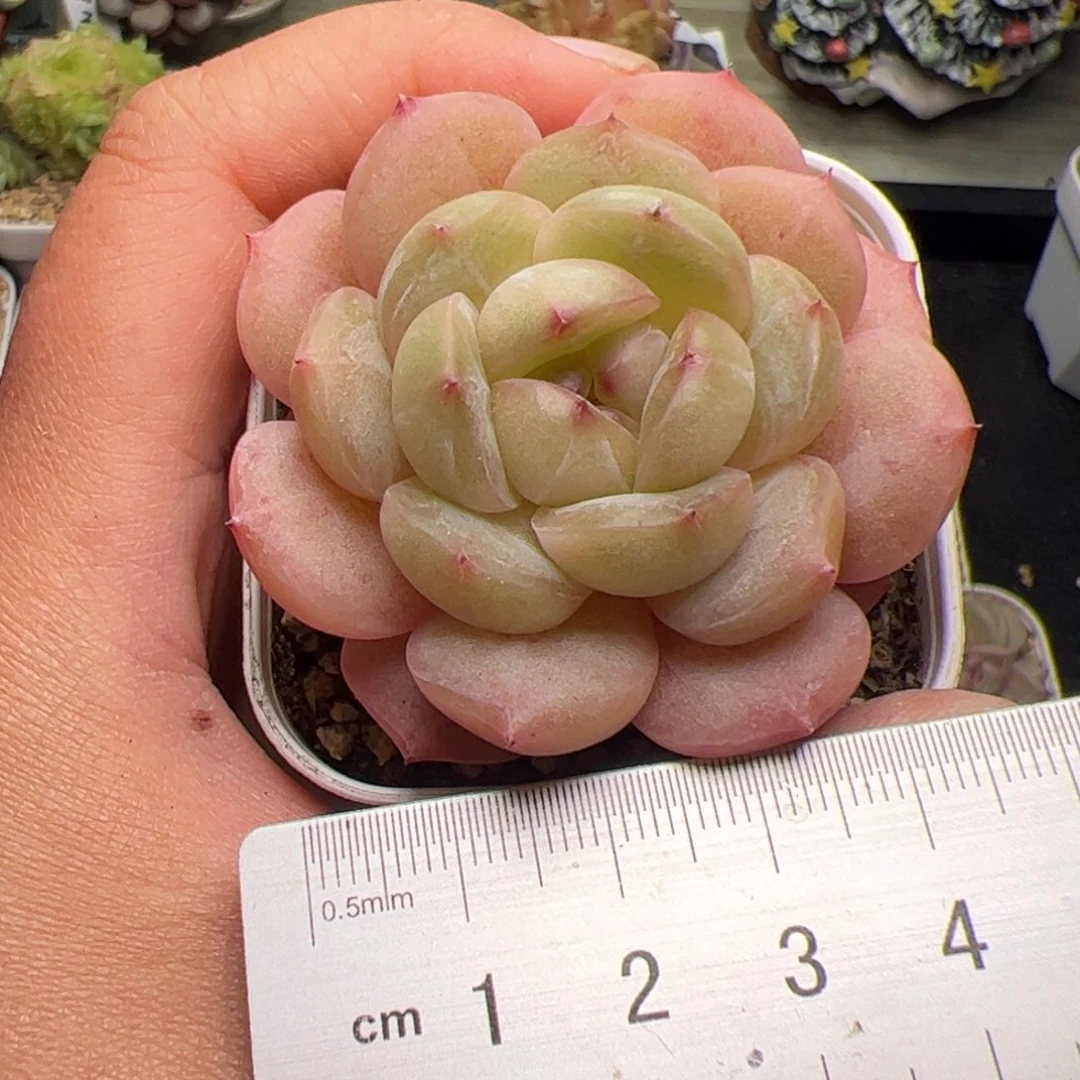 往**生724 多肉植物组合