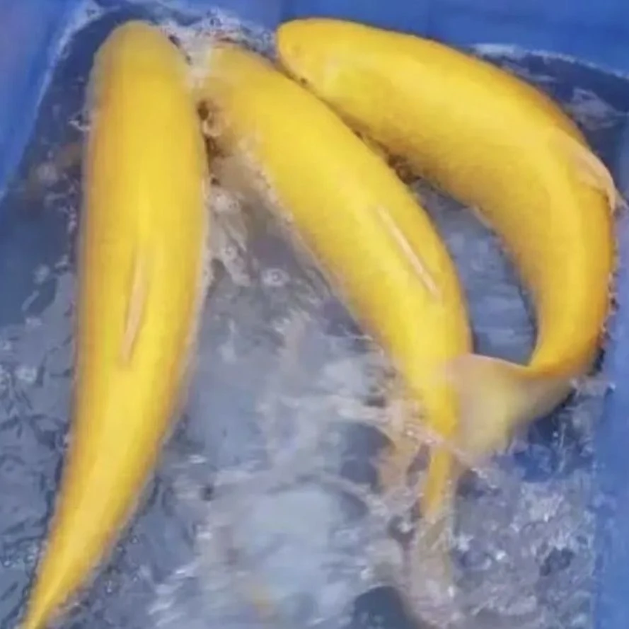 【不变色】俄罗斯金丝脆皖草鱼淡水养殖可食用正宗黄金色草鱼包活