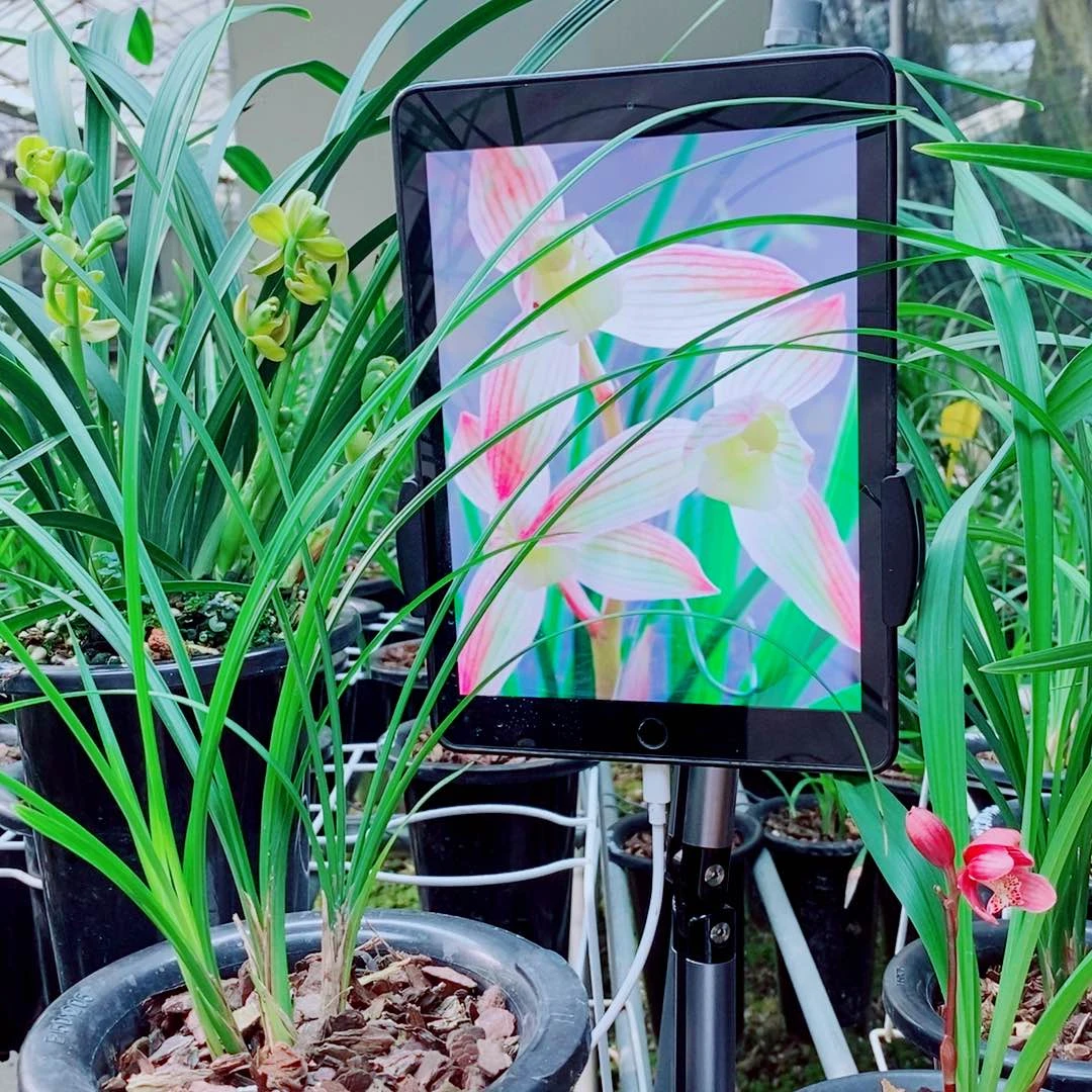 当前无花栽培后可以开花