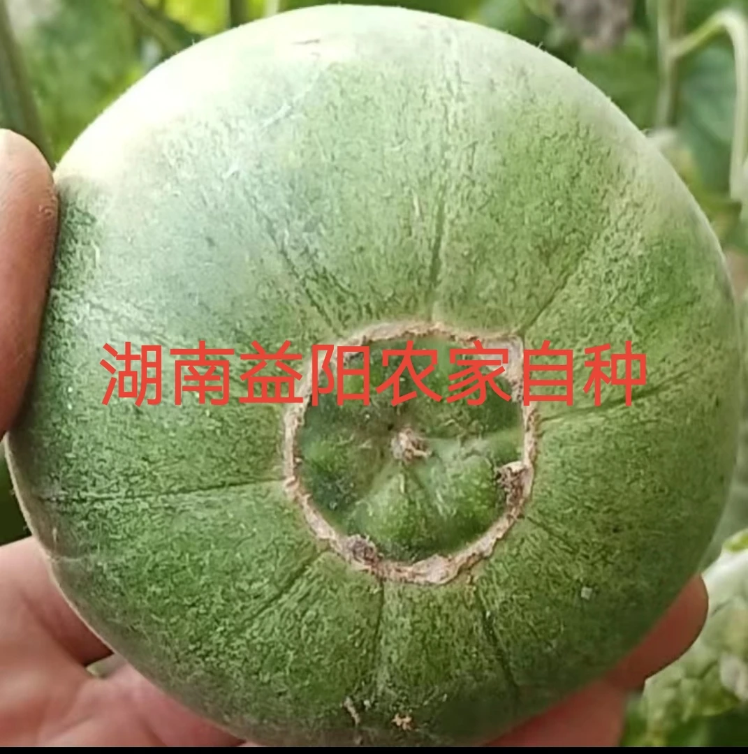 湖南益阳农家绿荫香瓜新鲜水果甜香多汁