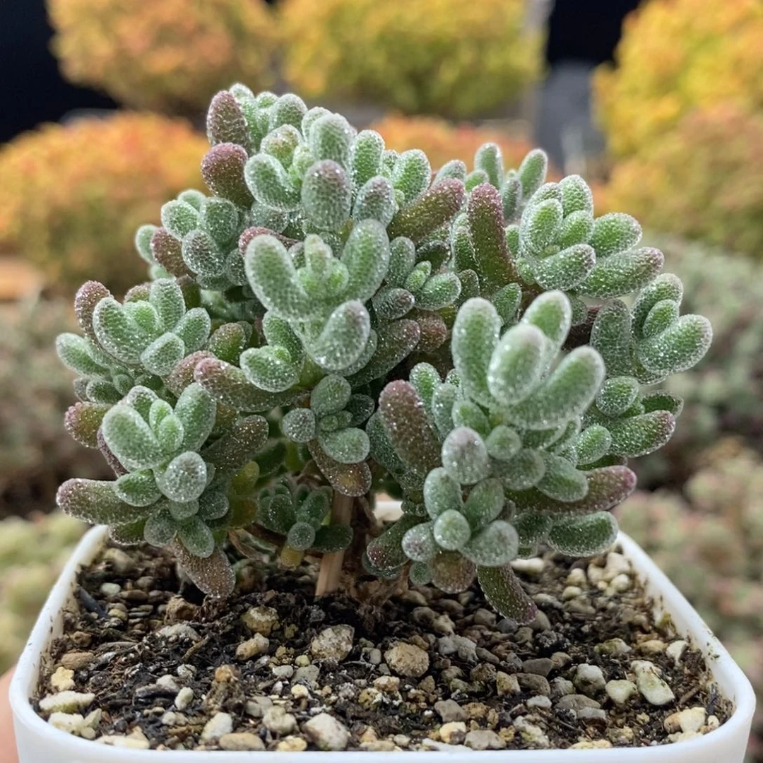 那****末优选冰晶1501枝干番杏