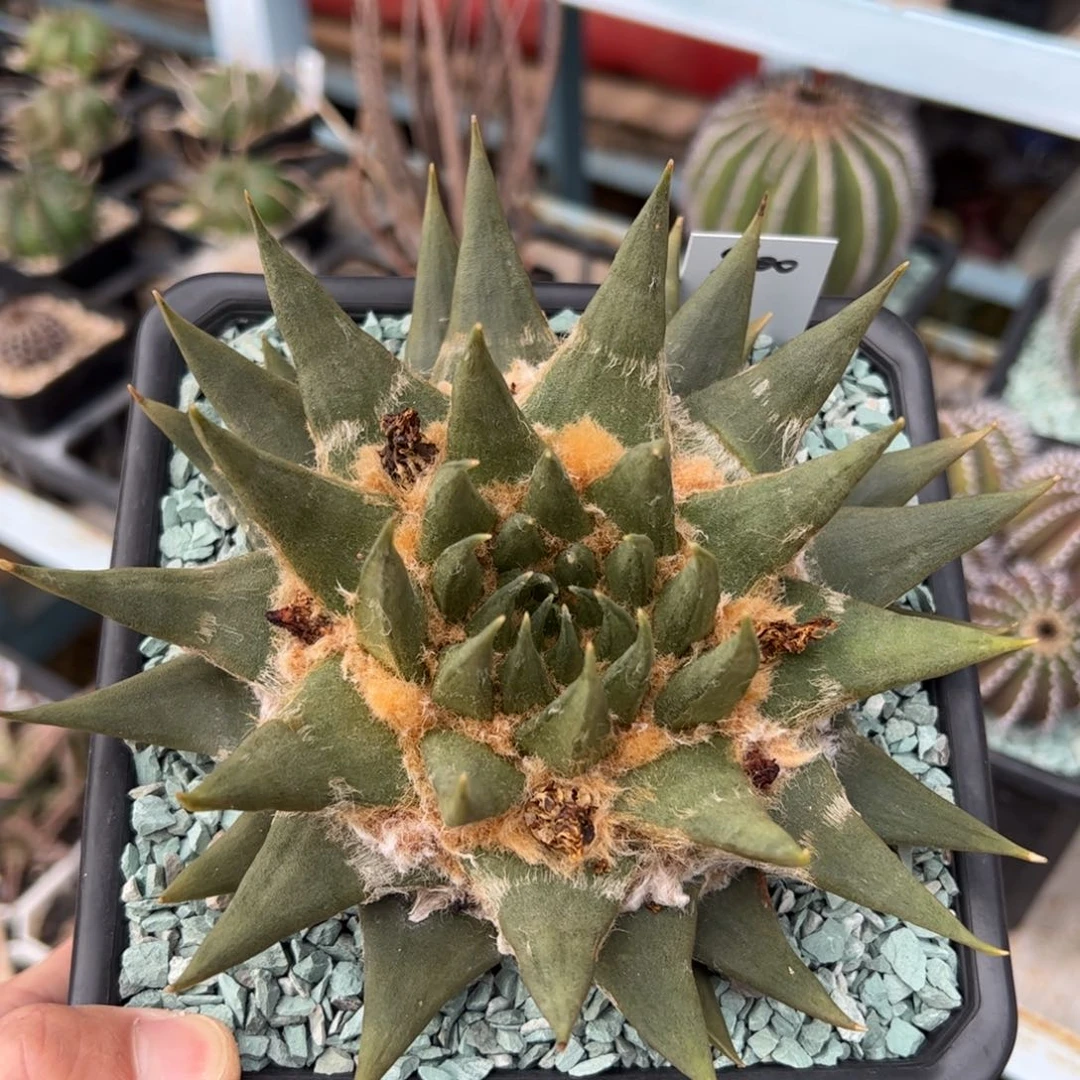 实生龙牙 脱土发货