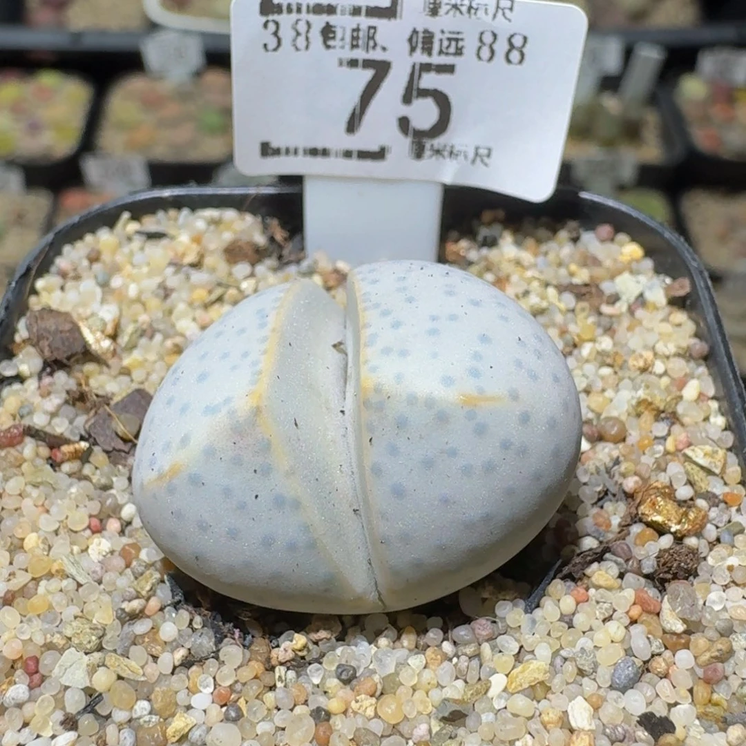 Sssss精品生石花75