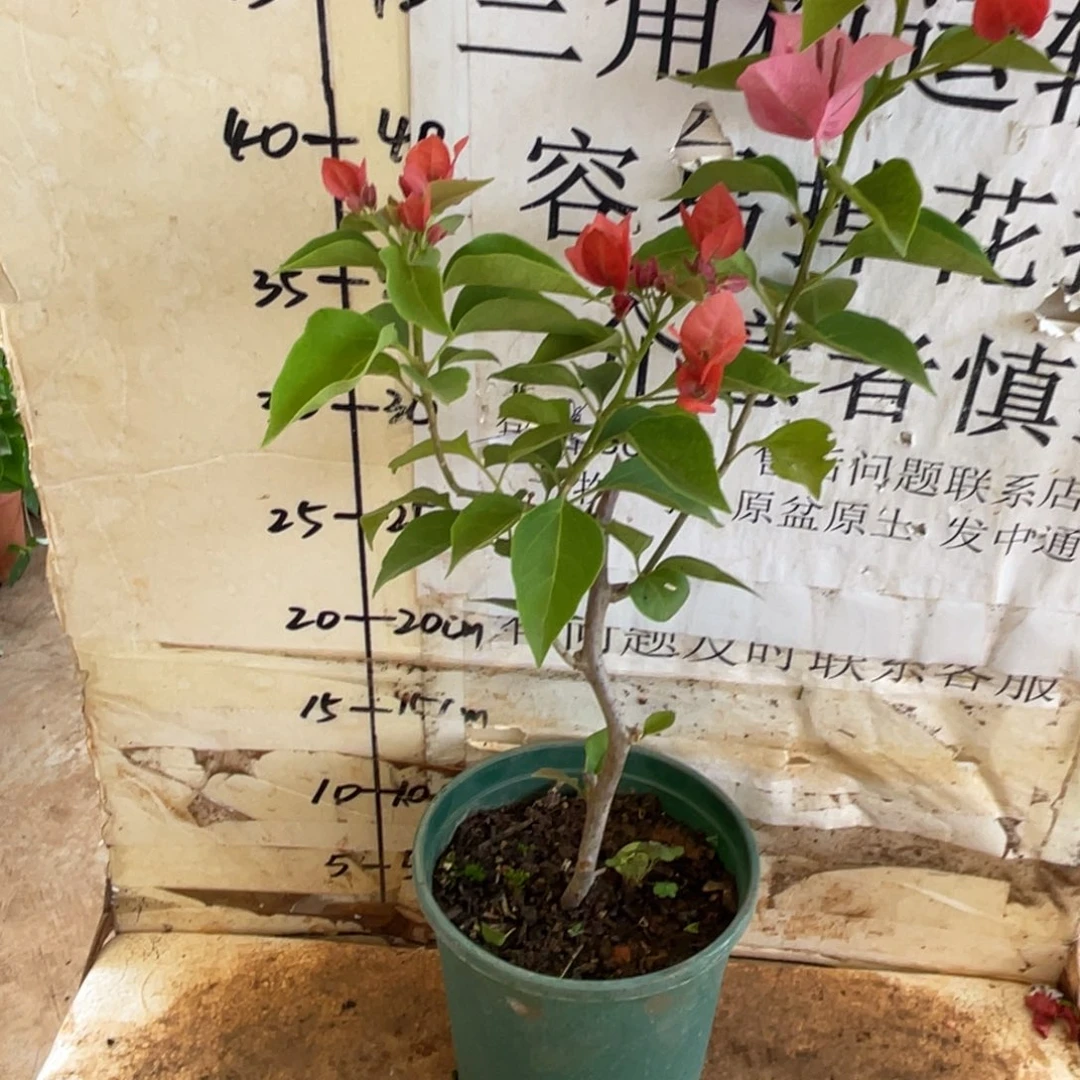 哆***梦当前无花栽培后可以开花1-8860
