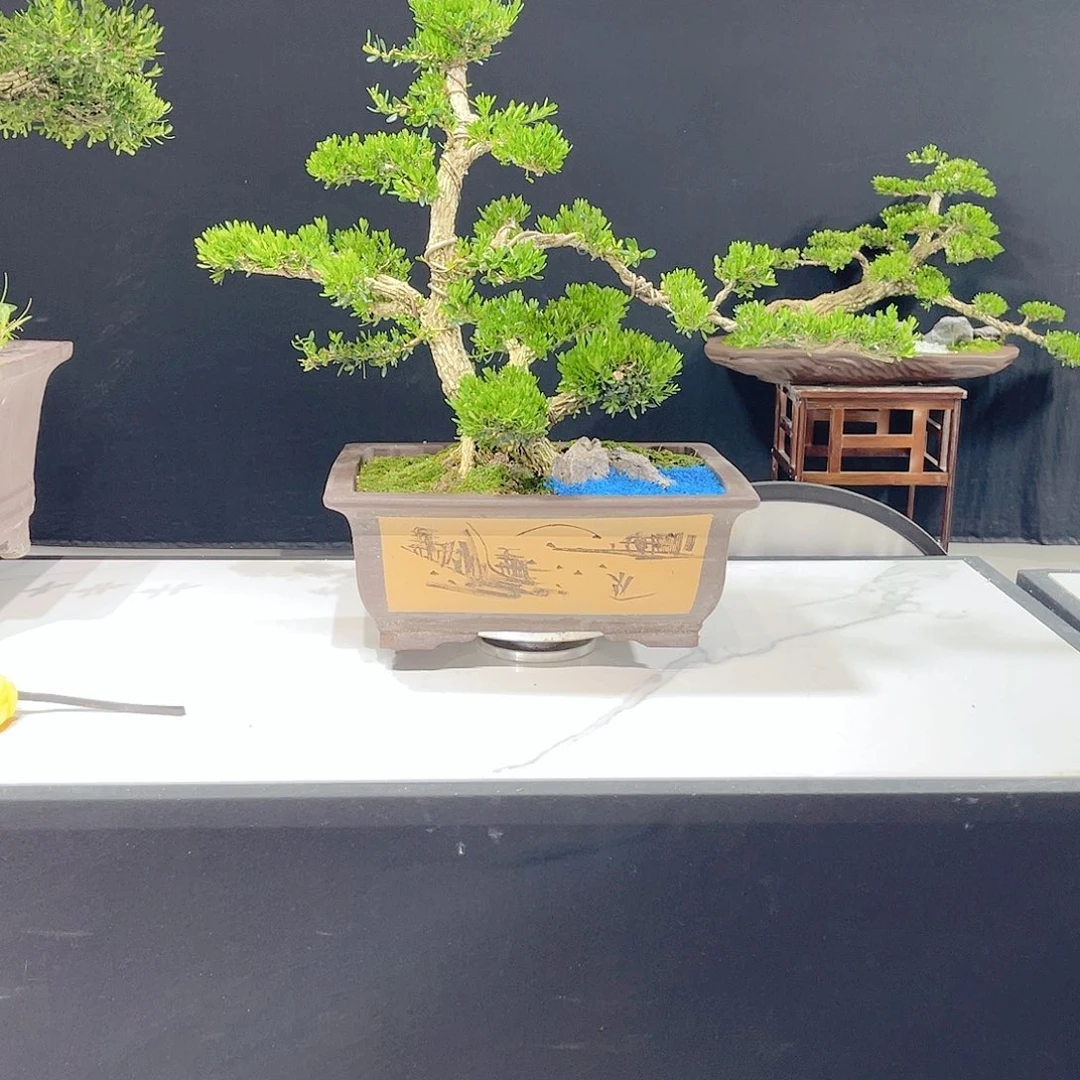 当前无花栽培后可以开花