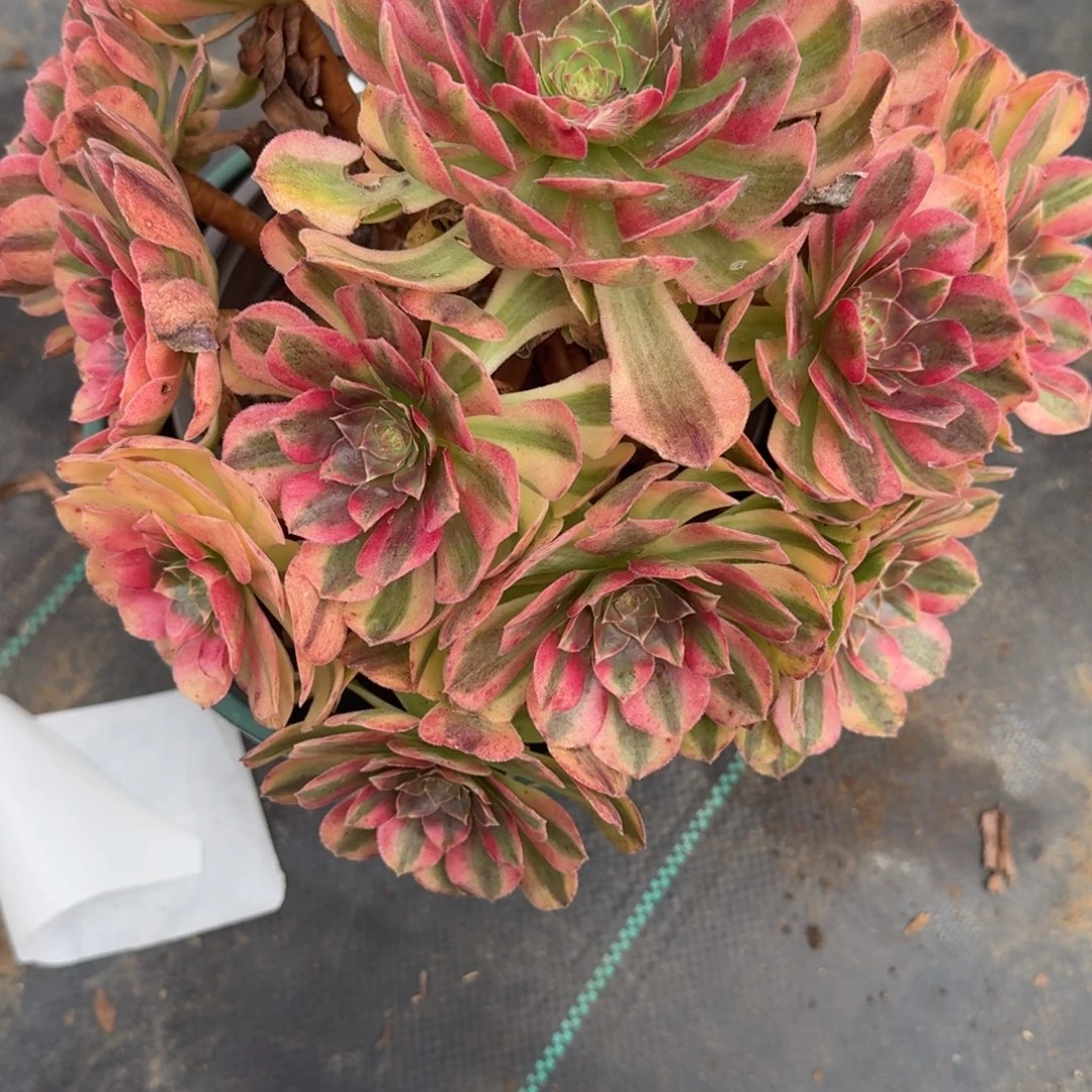 老庄雨河多肉植物731