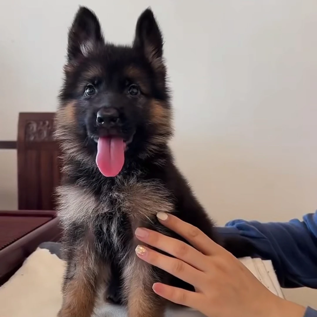 德牧幼犬看家护院训练伴侣犬
