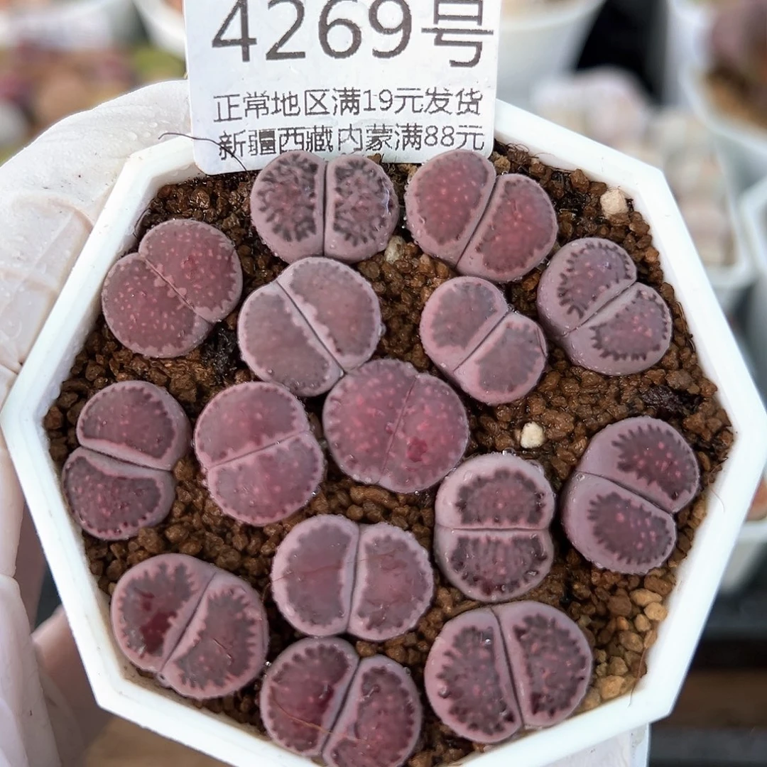 4269三年紫饼干15个1.3cm左右