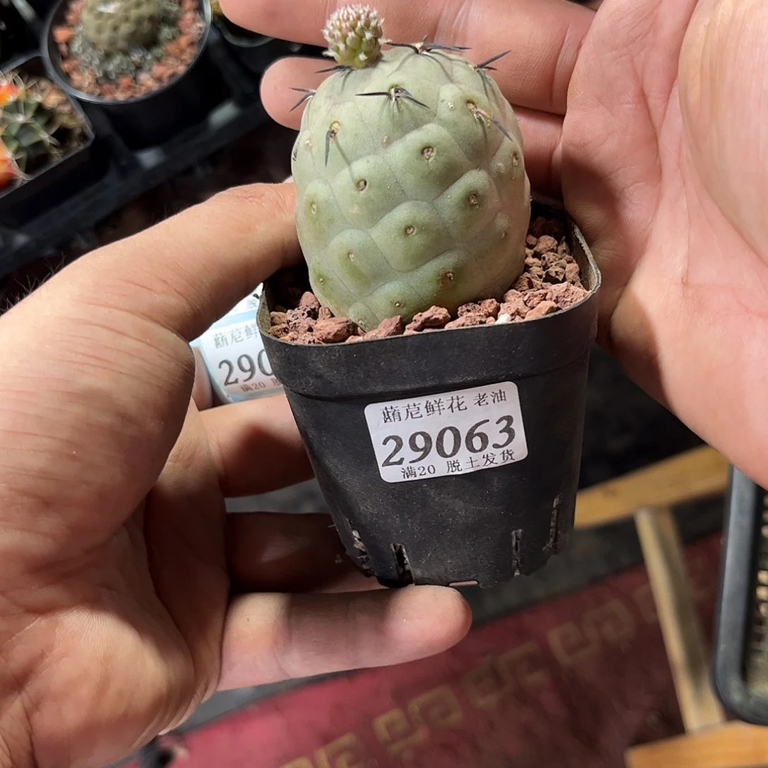 29063一物一拍单头发货