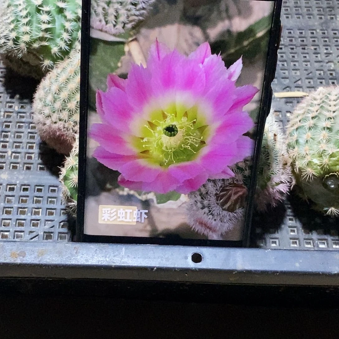 彩虹虾侧芽歪20包邮/