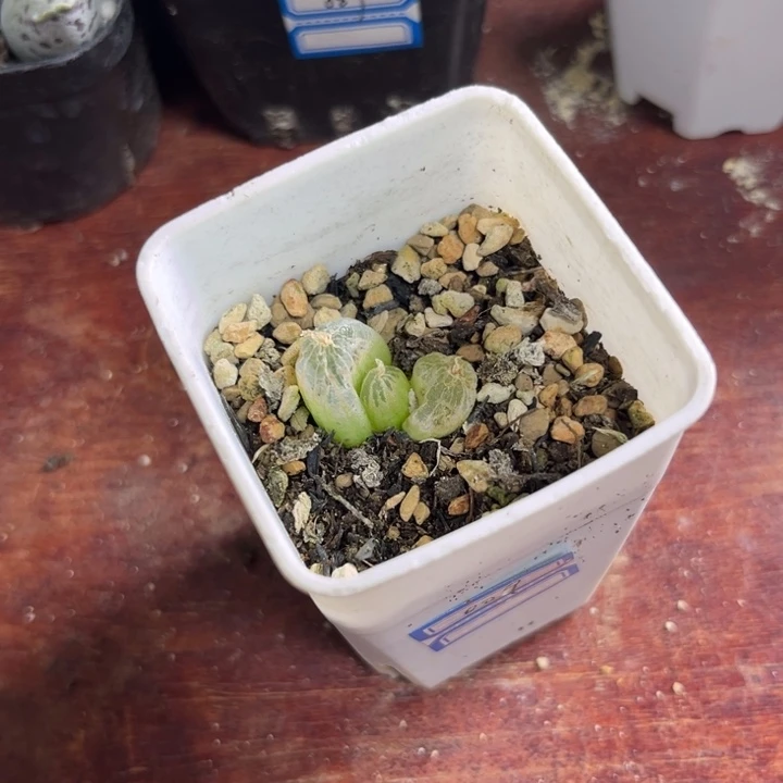 009 佛座箍多肉植物