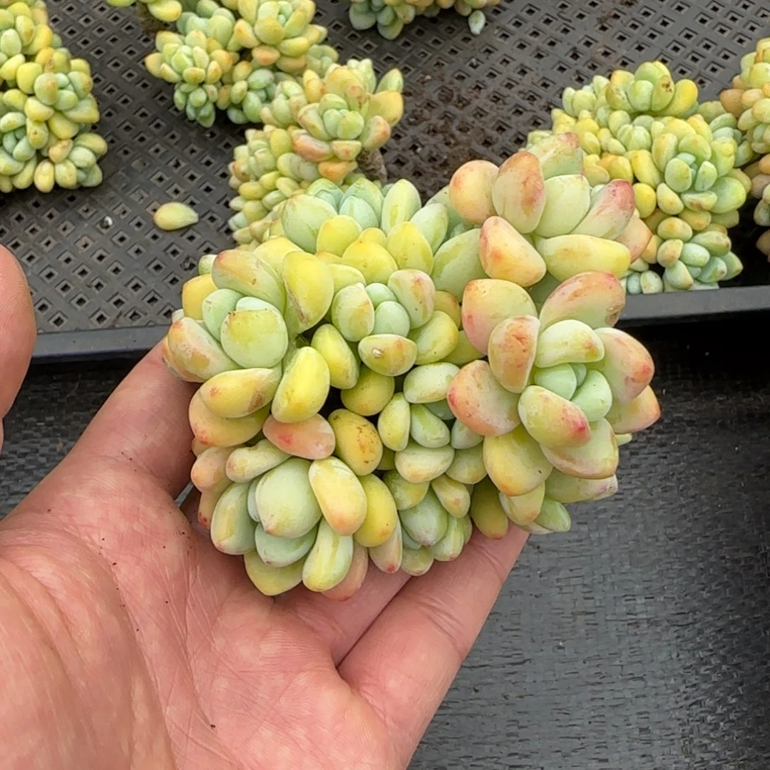 阿***特多肉植物一物一拍