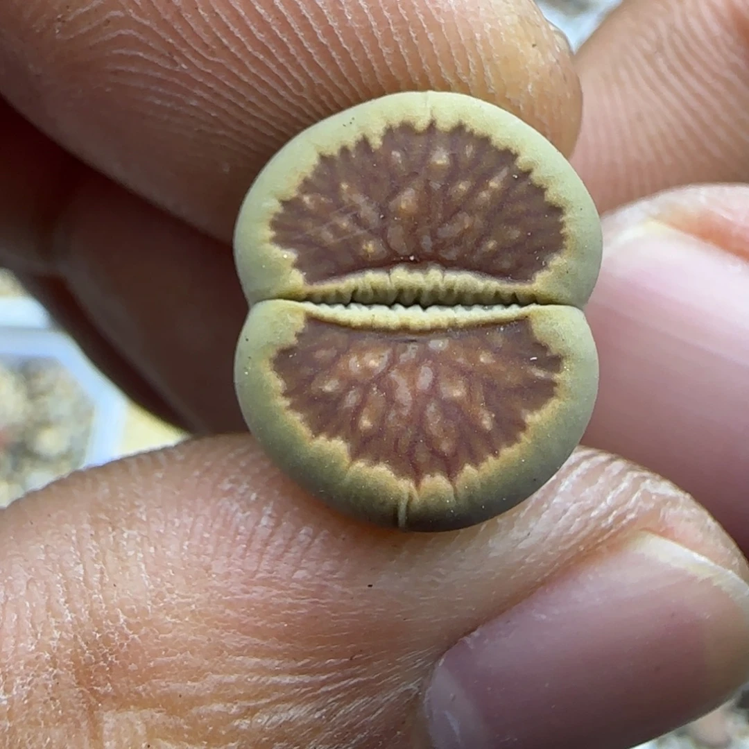 254 生石花大棚直播