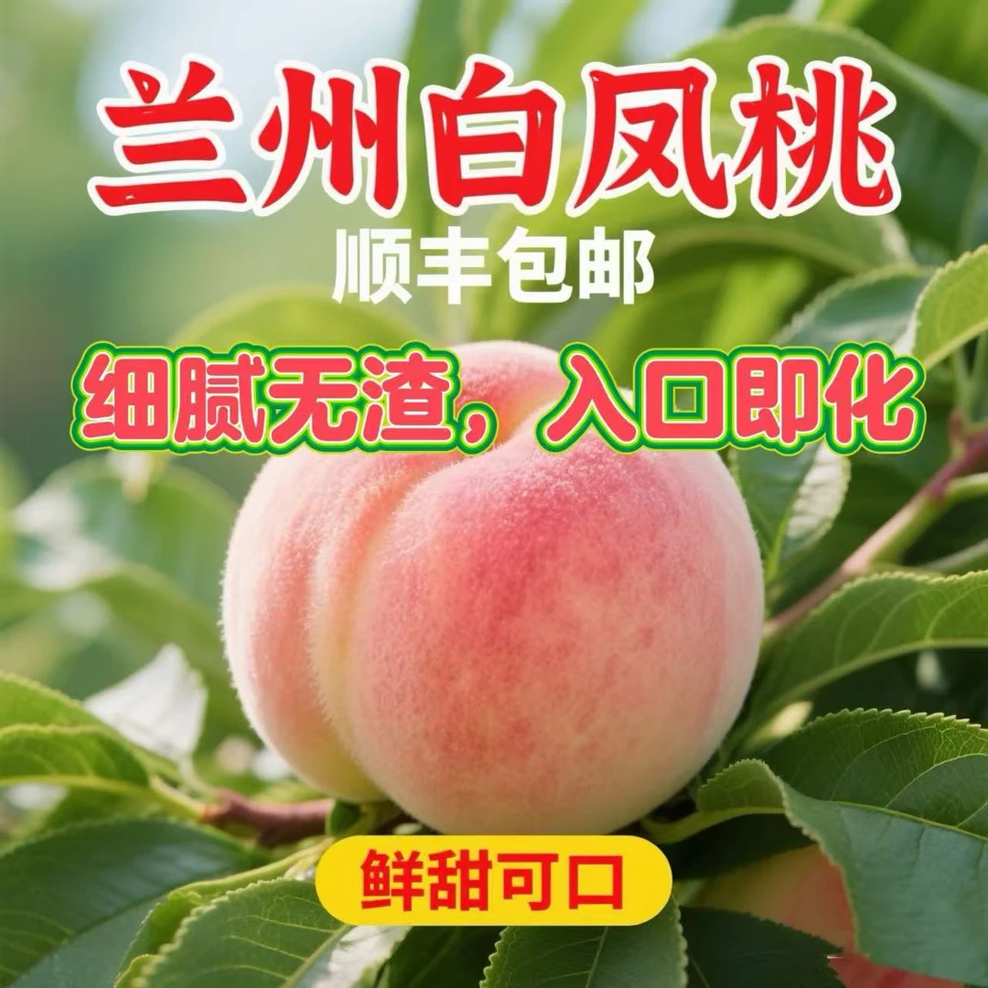 【甘肃省外专拍】白凤桃兰州水磨沟白凤桃鲜甜多汁脆甜可口当季水果