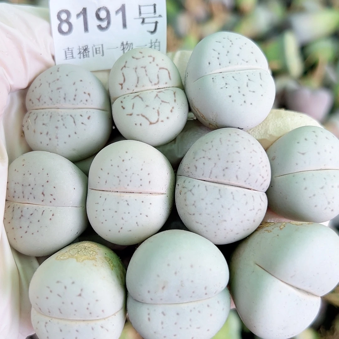 8191四年大白10个2.5cm左右部分侧面老疤特价