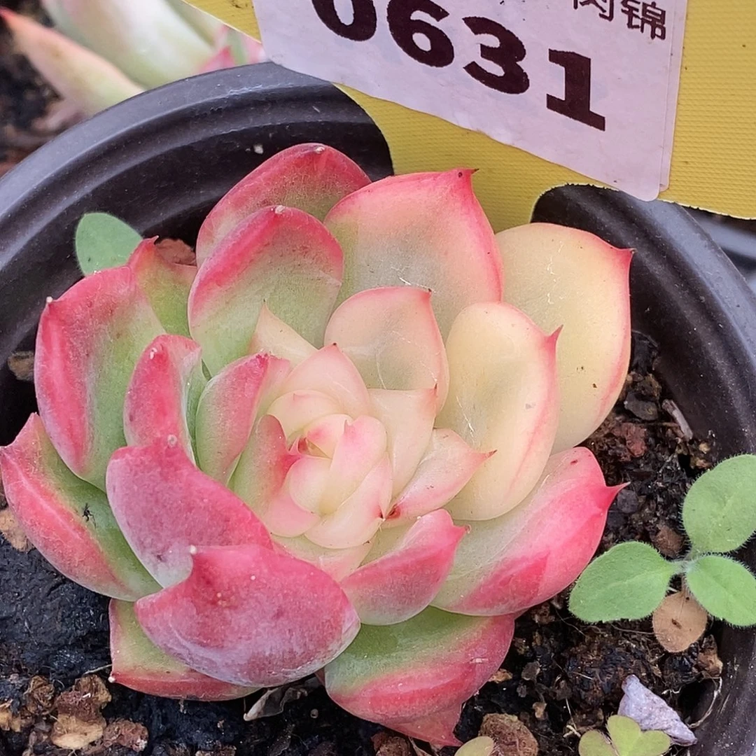 631佛罗哈哈哈哈哈哈