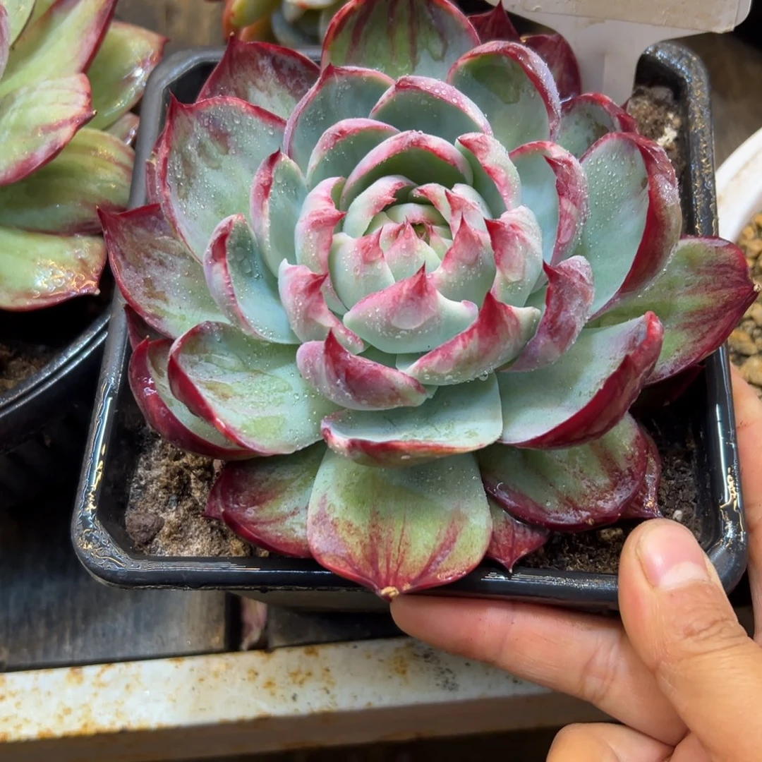 幸***运惊鸿2020号一物一拍