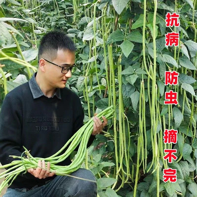 三尺特长豆角种子无筋高产豇豆四季早熟蔬菜种子抗虫耐寒耐热速生