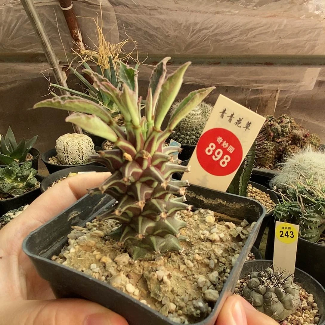 紫纹龙一颗仙人球