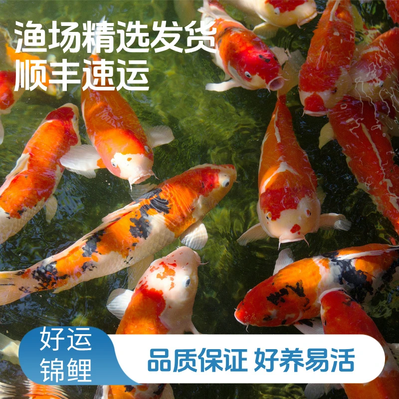 纯种锦鲤活鱼观赏鱼精选红白大正三色好养耐活正宗淡水冷水鱼