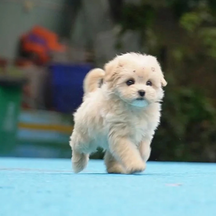 10.27拍摄9号马尔泰妹妹狗狗小狗宠物狗活体