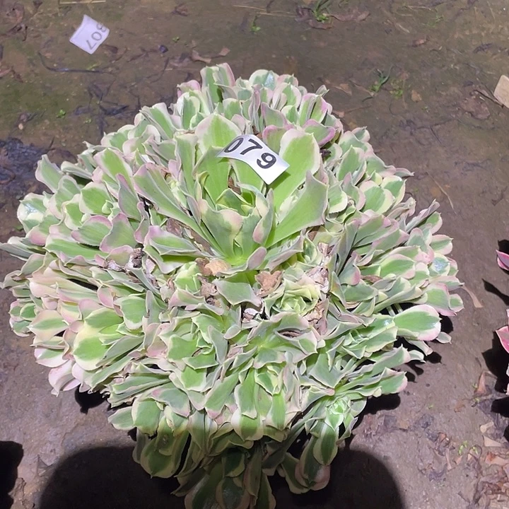 多肉植物断枝不包79白凤