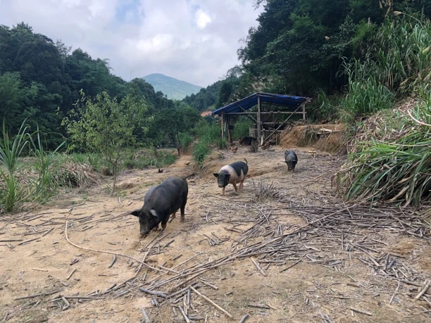 吃草吃五谷杂粮长大的跑山猪