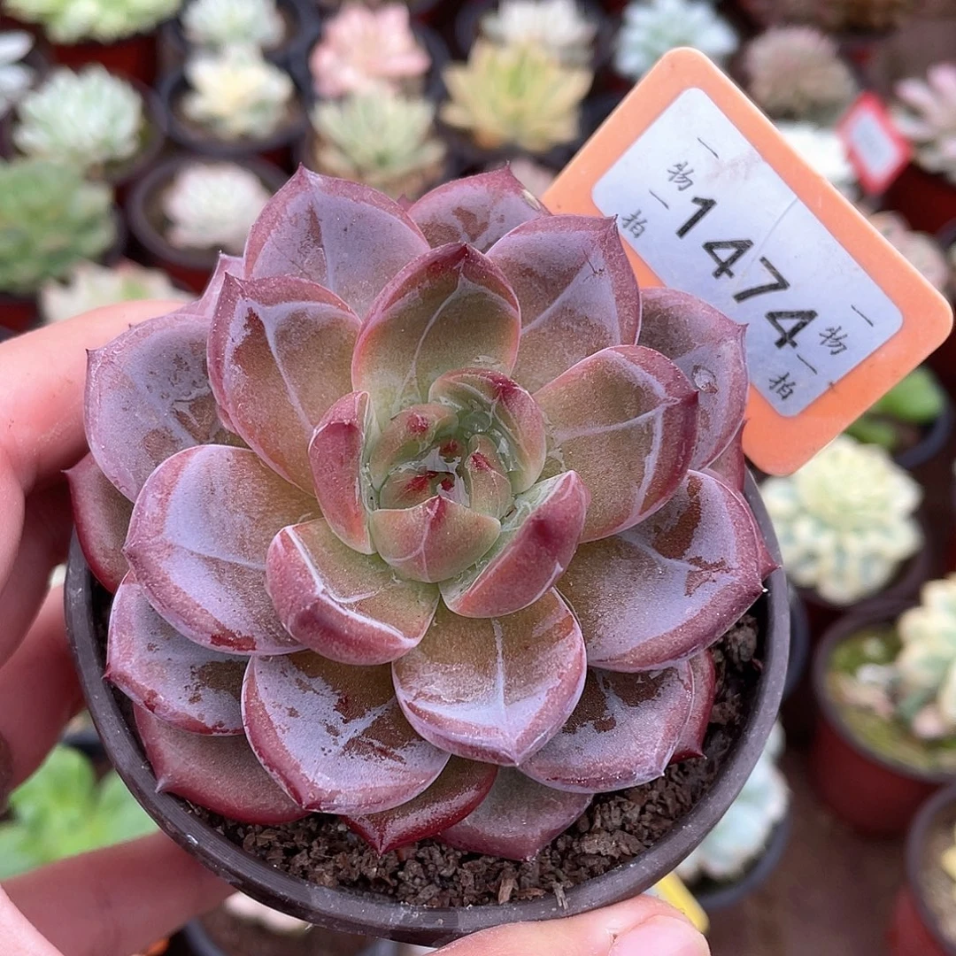 多肉1474号多肉植物