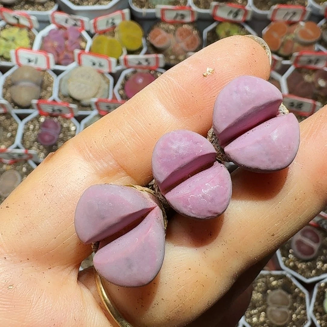 生石花22:：：。  81