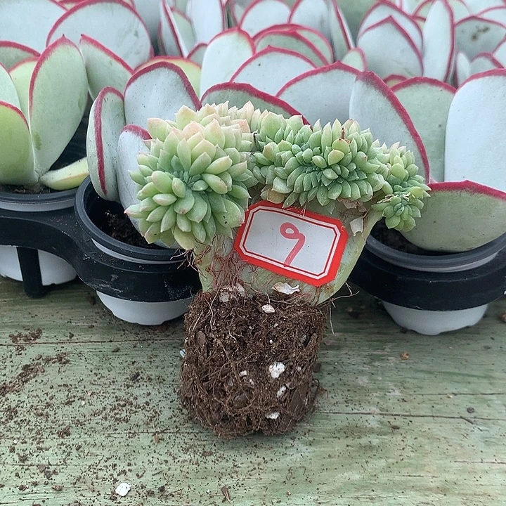 小***＋奶油美人一物一拍9