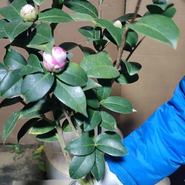 736斑水屋，原盆原土发货，不包邮