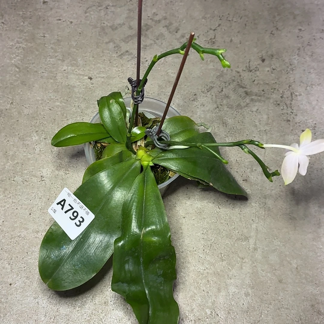 当前无花朵，栽培后可花朵A793盈收三号三苗连体株