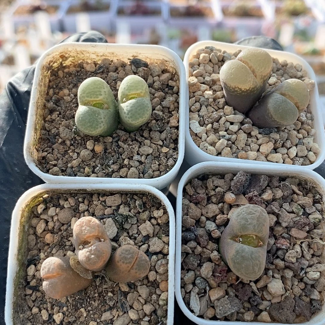 一物一拍风铃母本一组共8头