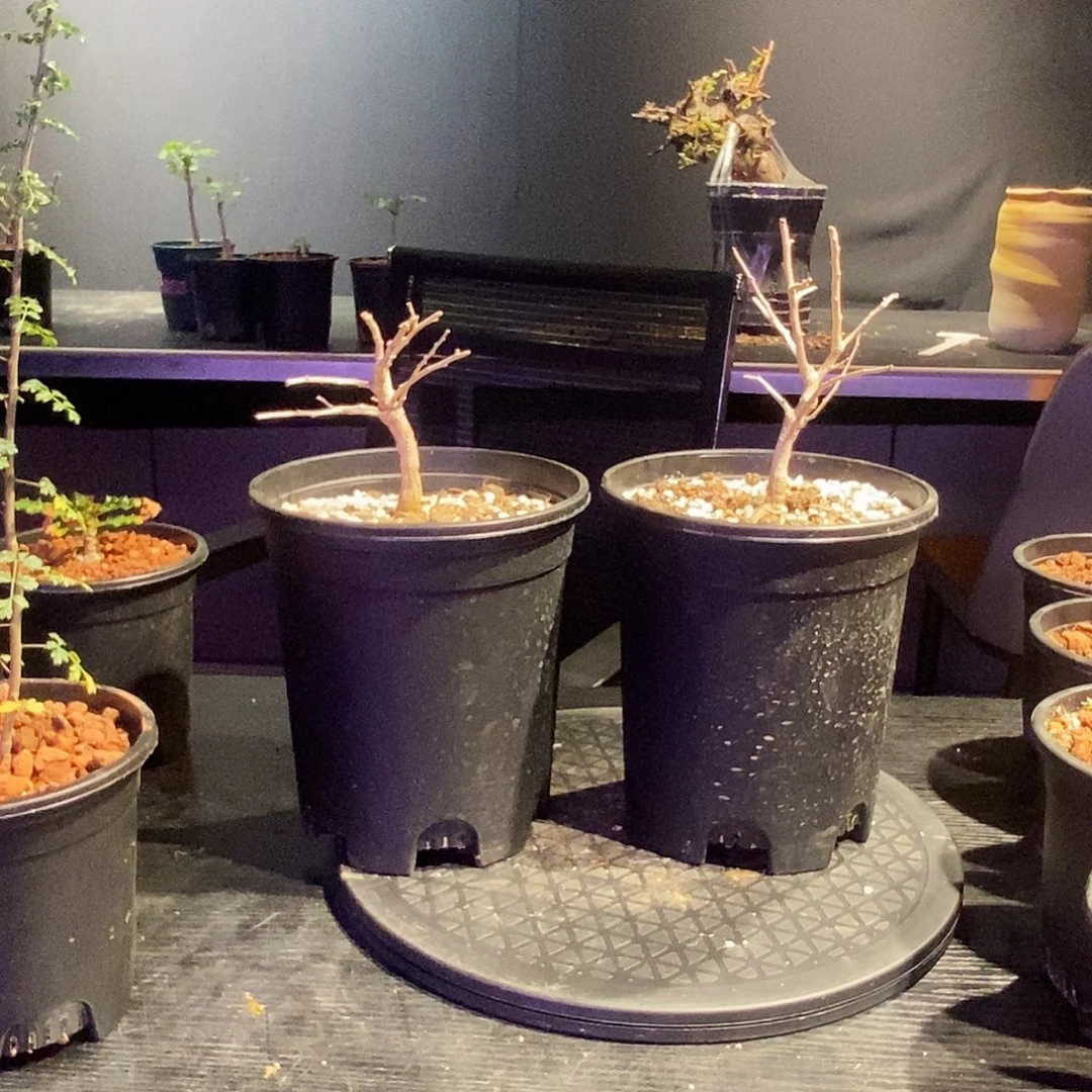 黎乳香一个实生一个