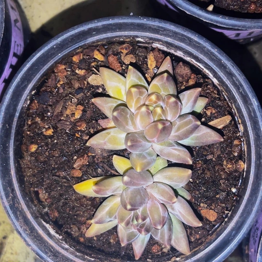 桔云多肉美人精品系列