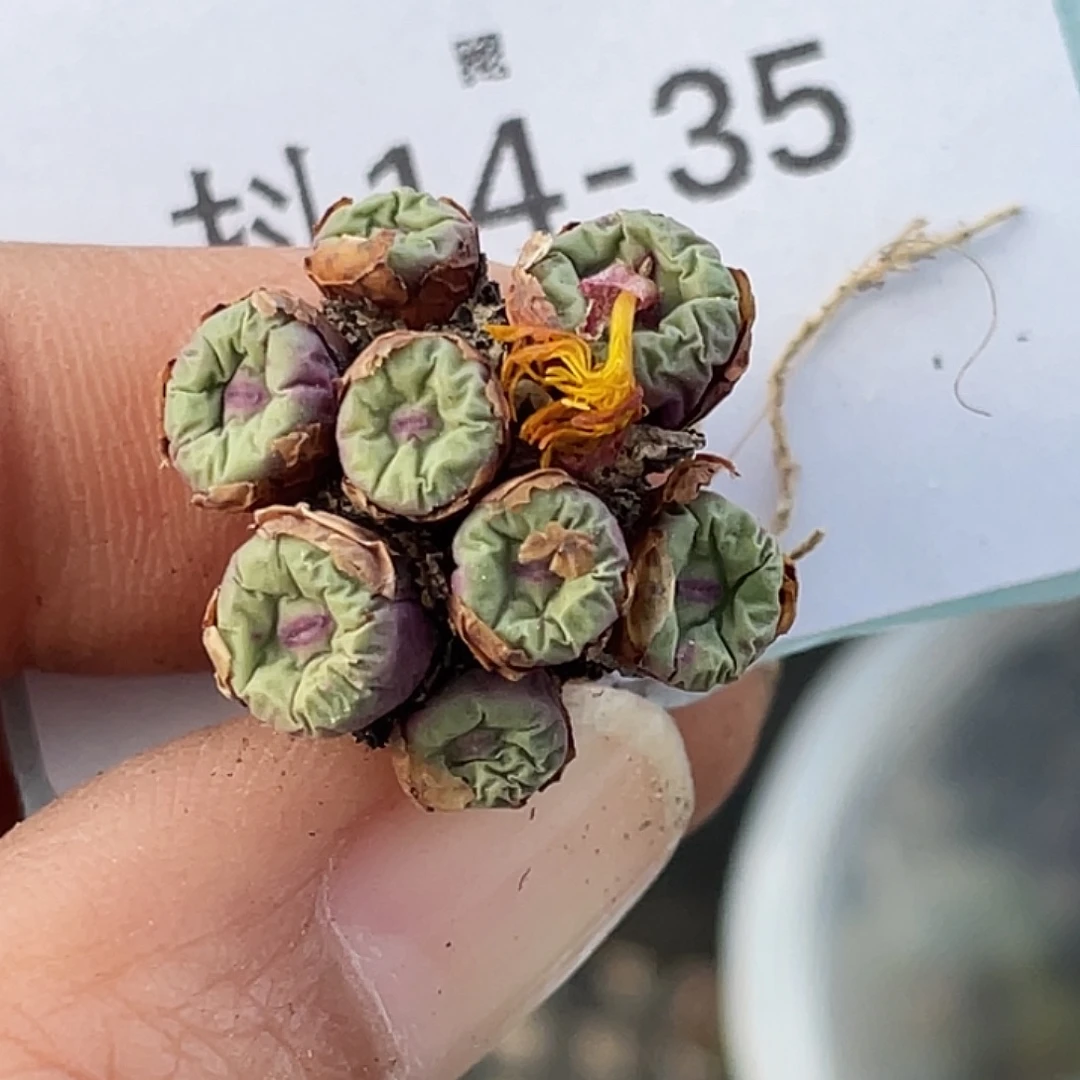 清***巷14-35肉锥多肉植物