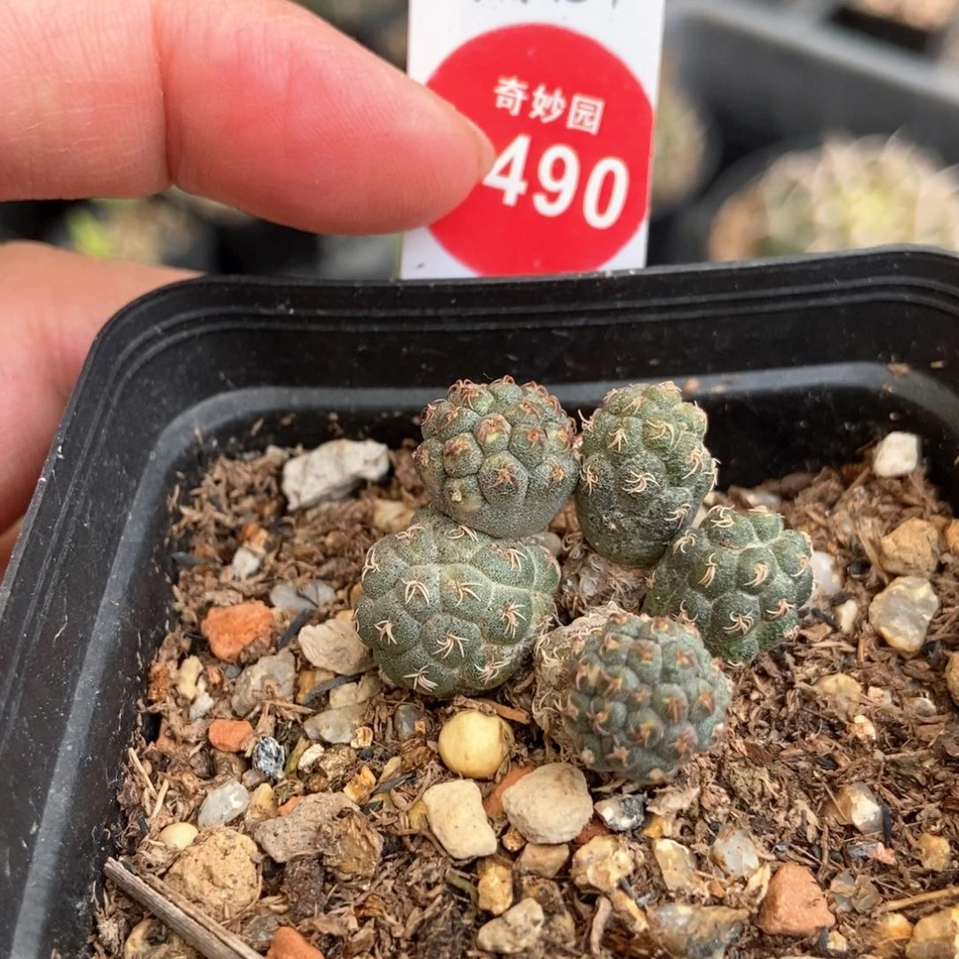 足球群一颗仙人球