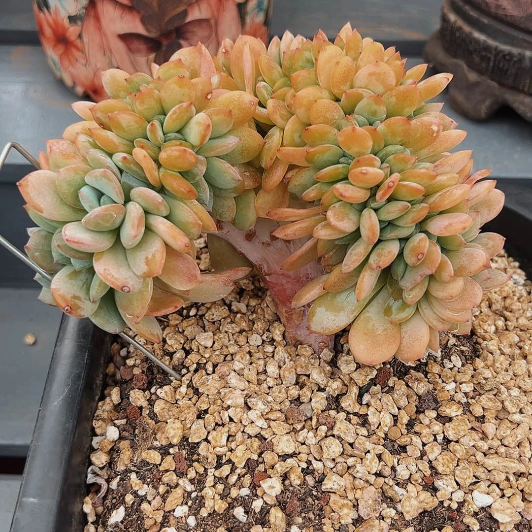 6-17-7暮光之城缀化