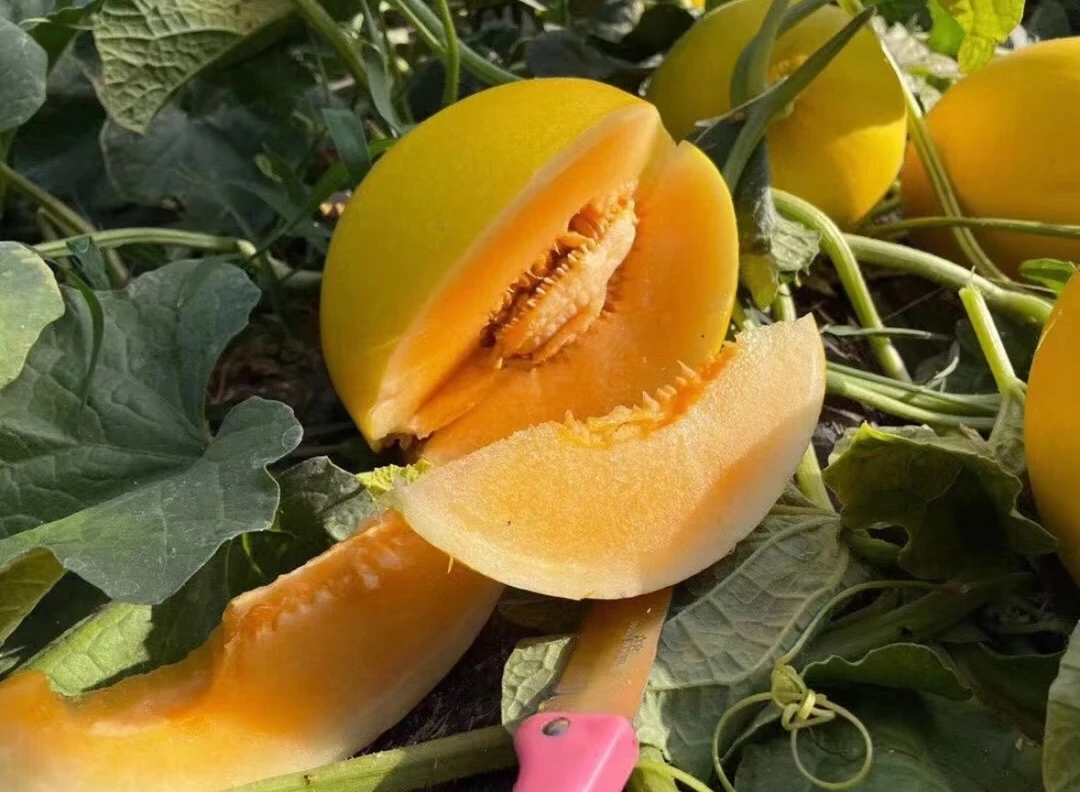 【春风醒市】甘肃民勤蜜瓜 金红宝高甜绵软